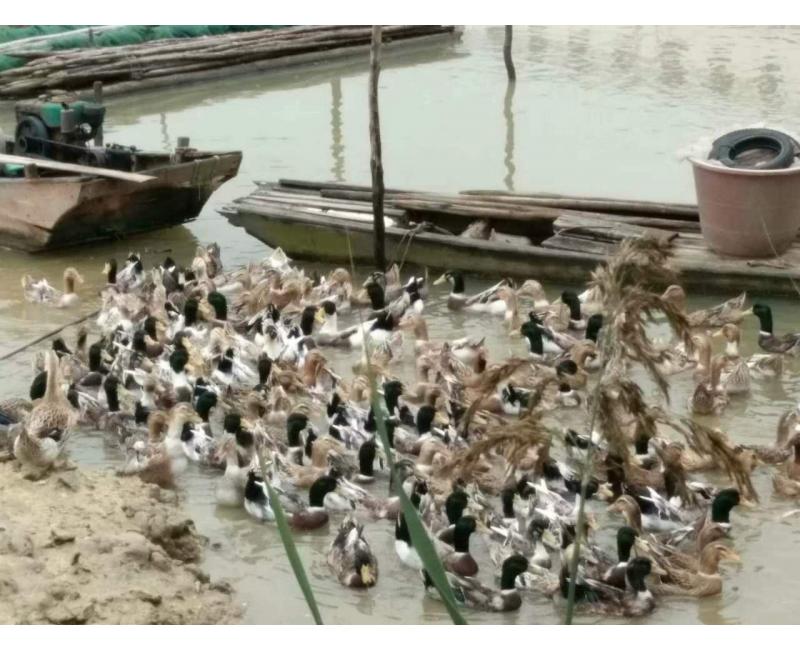 純放養(yǎng)青頭鴨、三那土雞、鳳尾菇 原生態(tài)產(chǎn)品